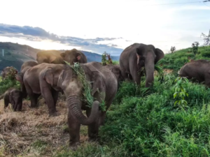 The Elephant Odyssey A Imax Documentary Film