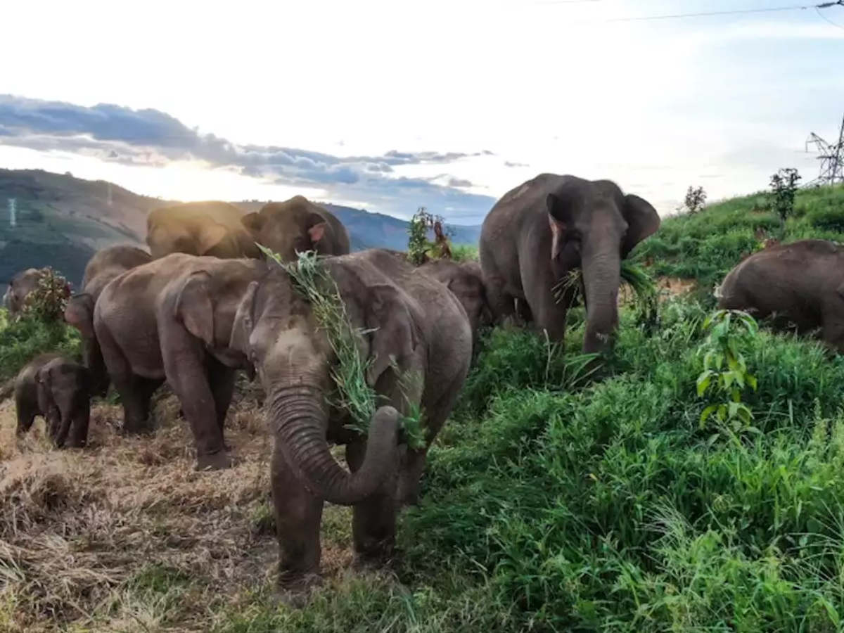 The Elephant Odyssey A Imax Documentary Film
