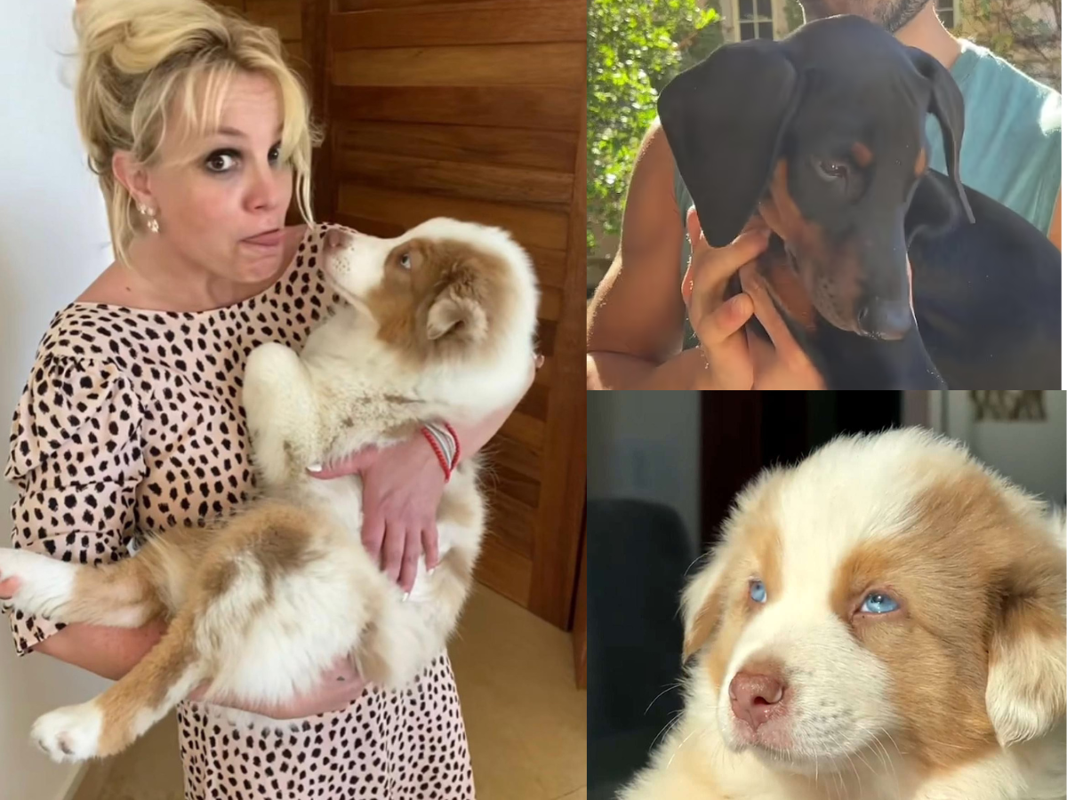 Britney Spears and Sam Asghari Agree to Split Custody of Their Dogs Amid Divorce